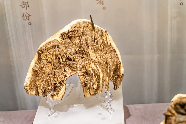 沉香树苗哪里品种最正宗最好,沉香树打孔结香