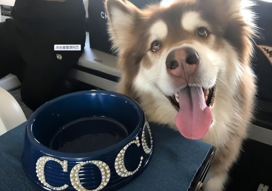 娱乐圈纪检委王思聪,娱乐圈王思聪新梗