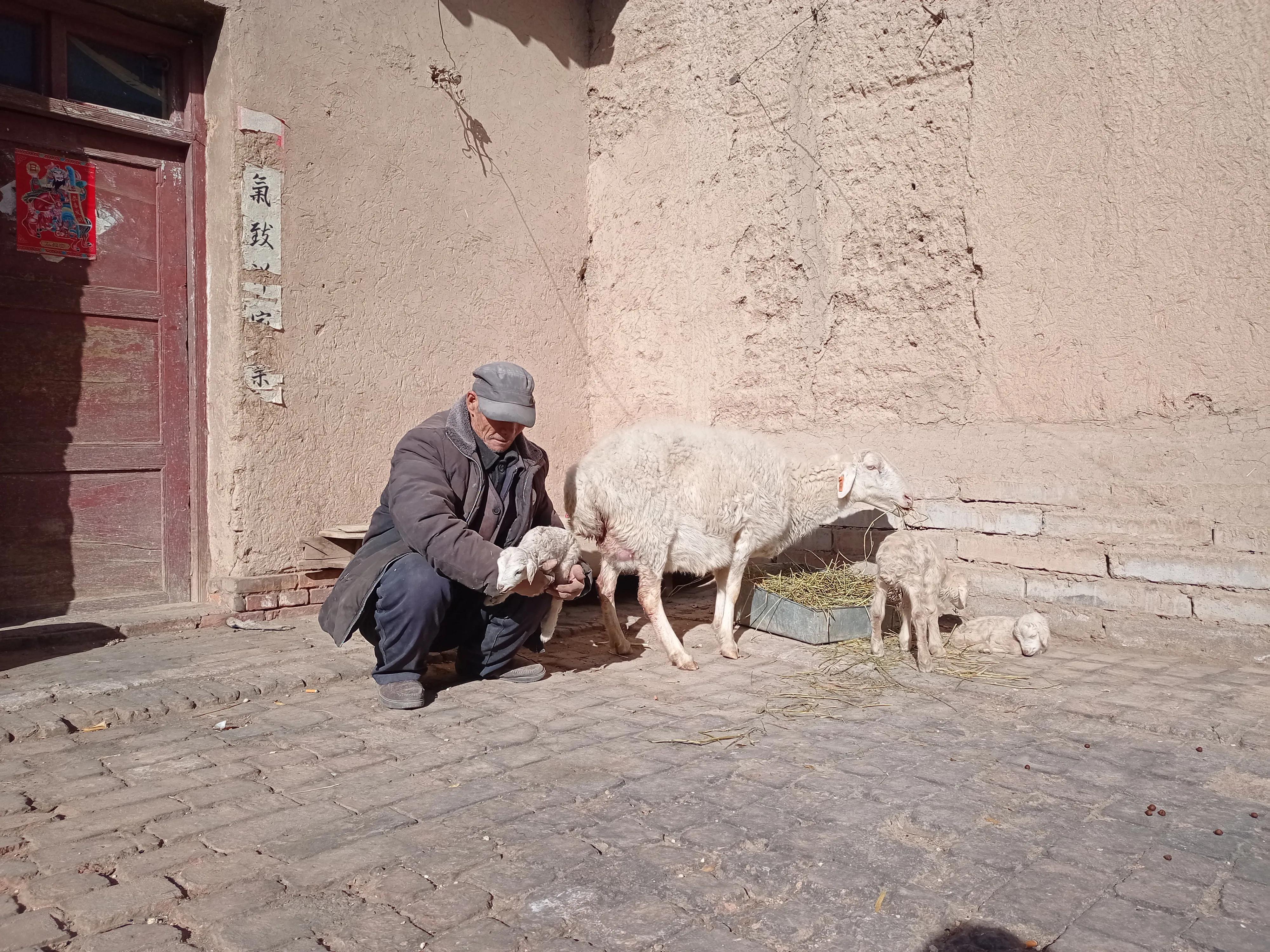 羔羊为什么会缺奶？如何饲养缺奶羔羊？新手养羊要知道