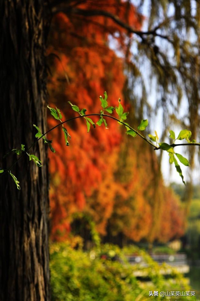 芜湖旅游攻略教堂,芜湖鸠兹风景区