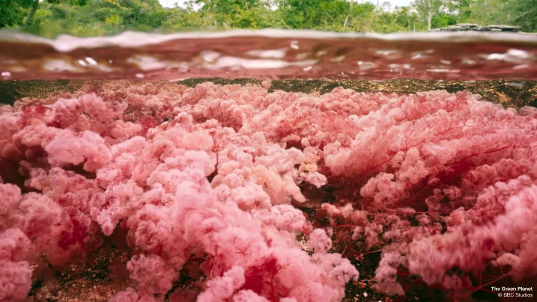 96岁还在奔波工作，这老爷子做出了今年9.8分神片