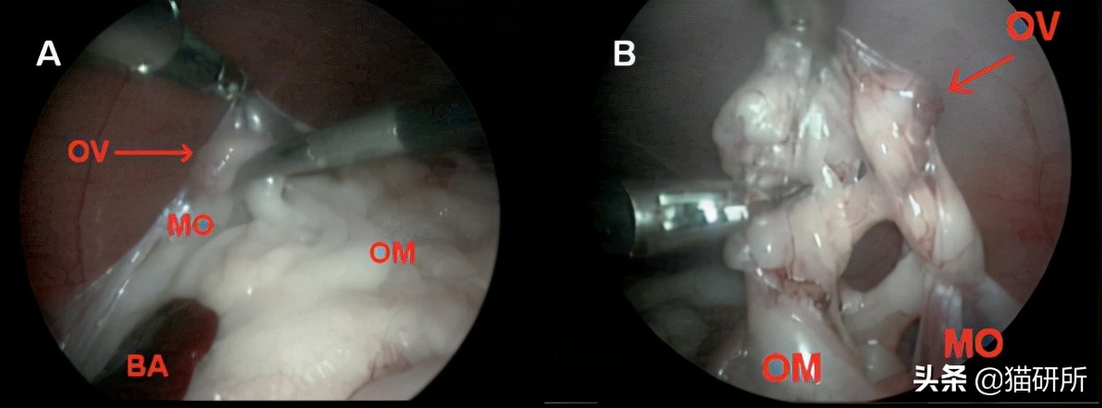 猫咪做了绝育还发腮吗,猫咪做了绝育还乱尿吗
