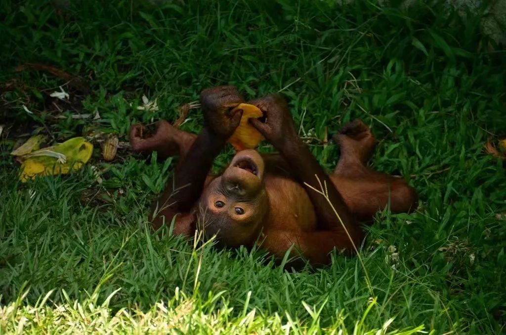 世外雨林,世外桃源热带雨林
