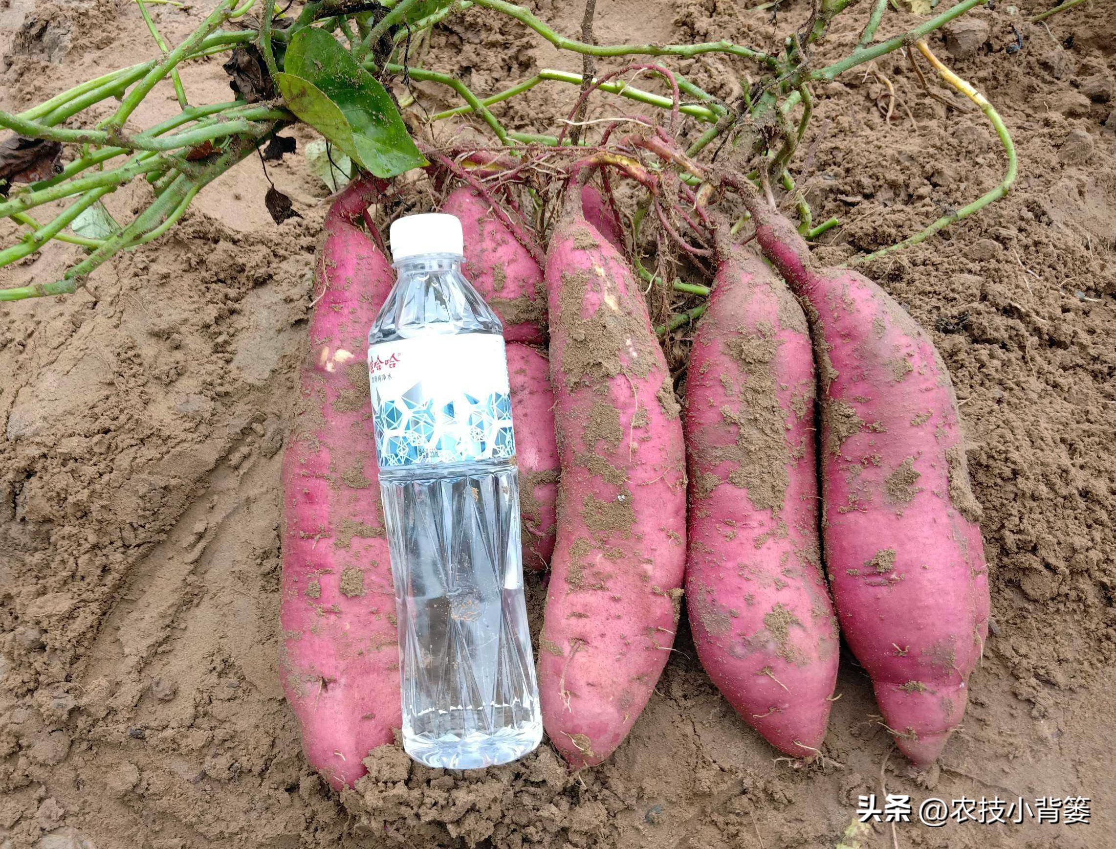 种地瓜如何日常管理高产,怎么种瓜种才高产呢