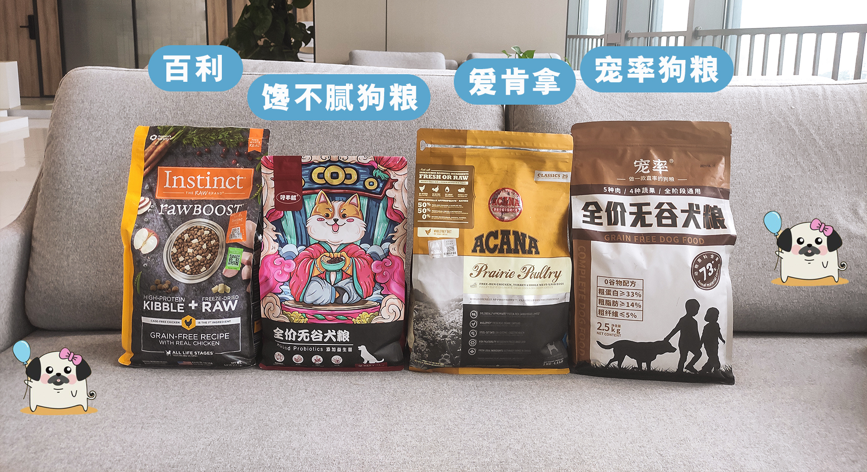 建议养宠物狗吗,养比熊犬应该养哪种体型