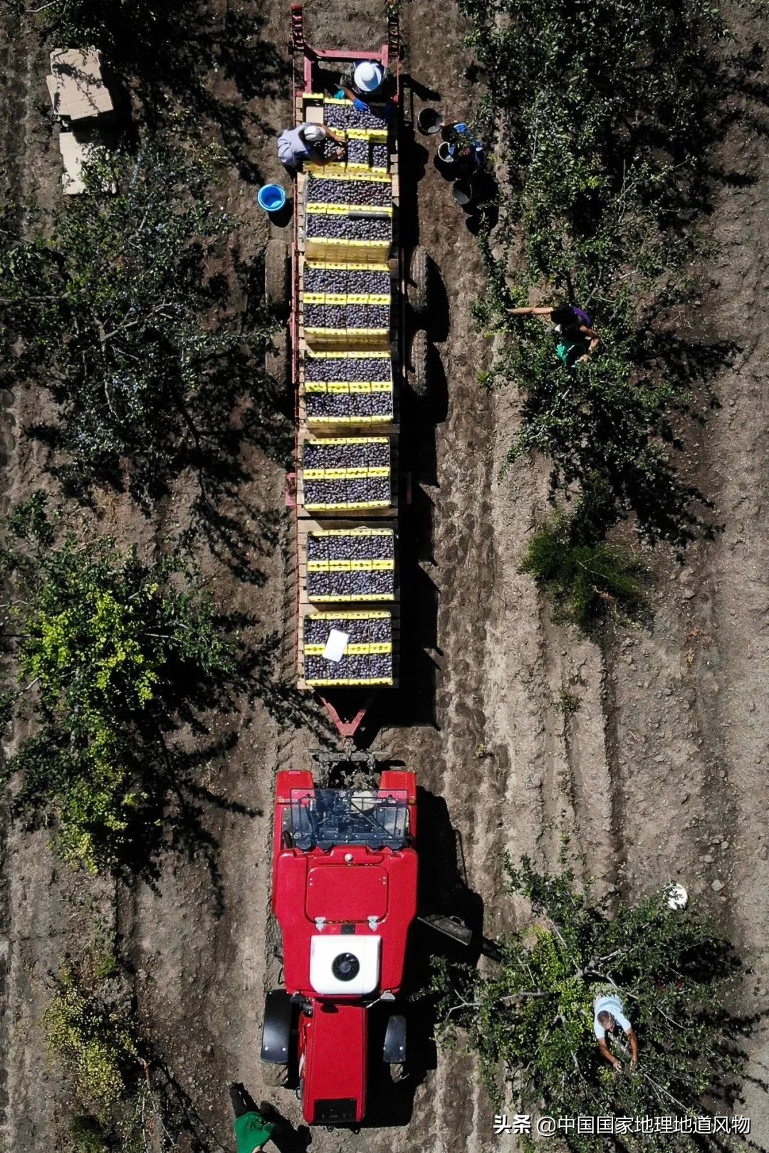 李子哪个品种最甜最好吃,李子种植哪个品种最好吃