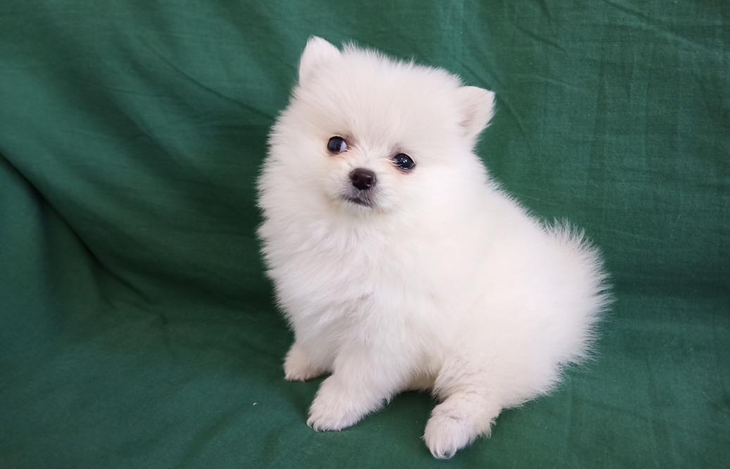 博美吃东西发抖,博美浑身发抖叫声凄惨怎么缓解