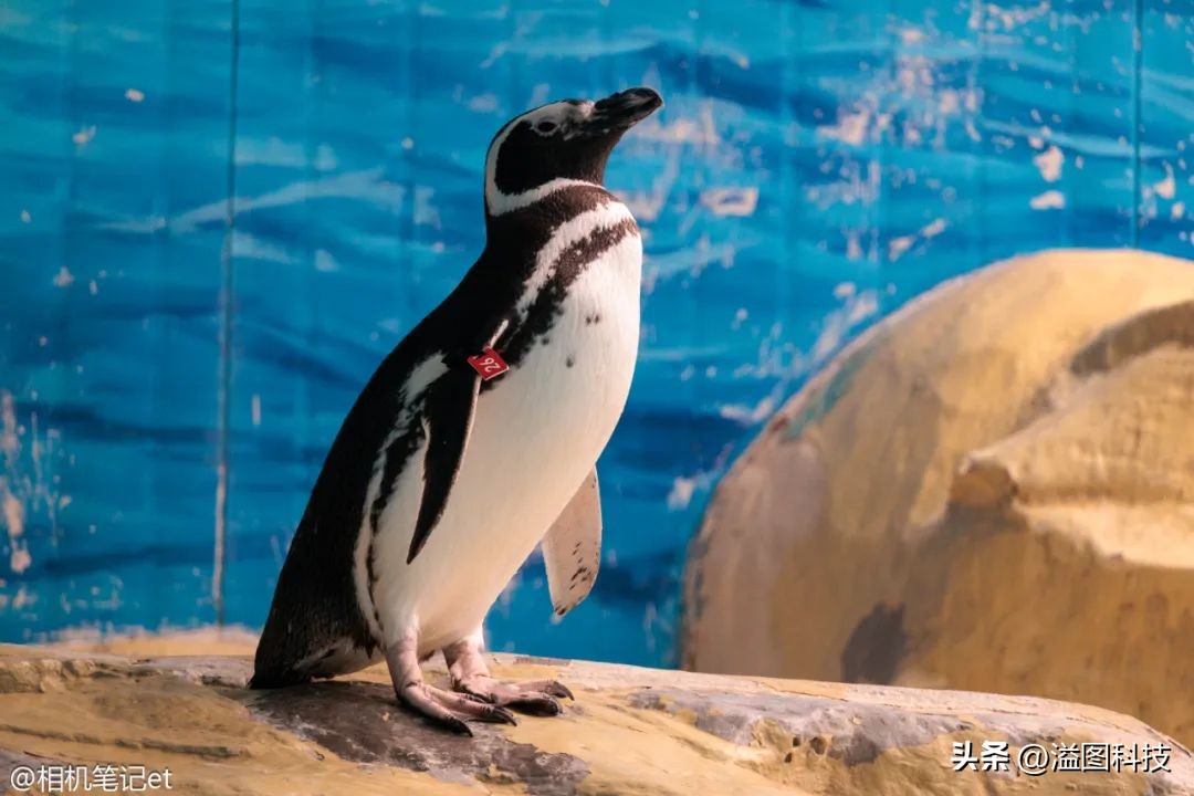 孩子喜欢摄影怎么培养,培养孩子摄影兴趣