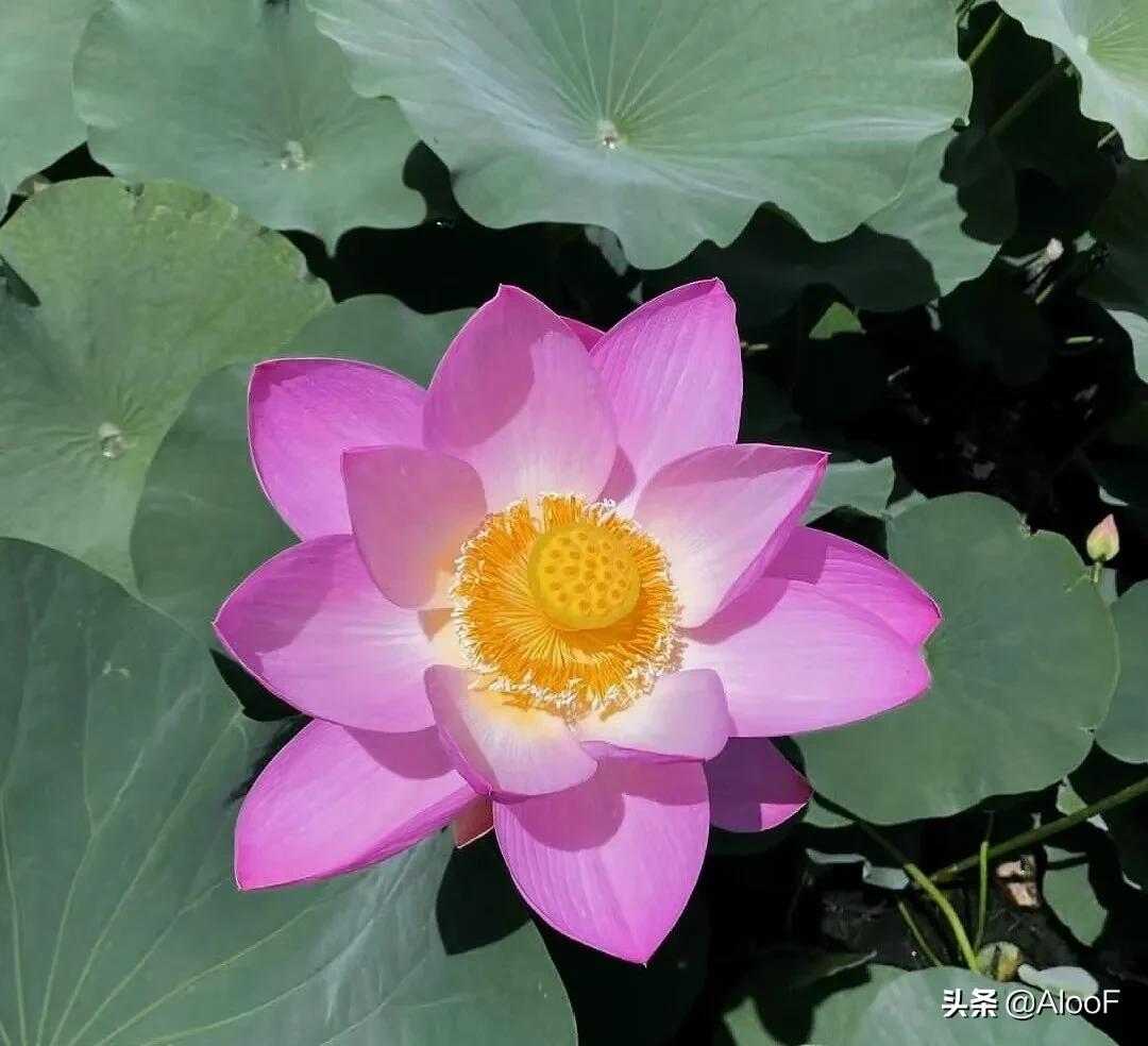 唯美的荷花壁纸,唯美荷花水墨画