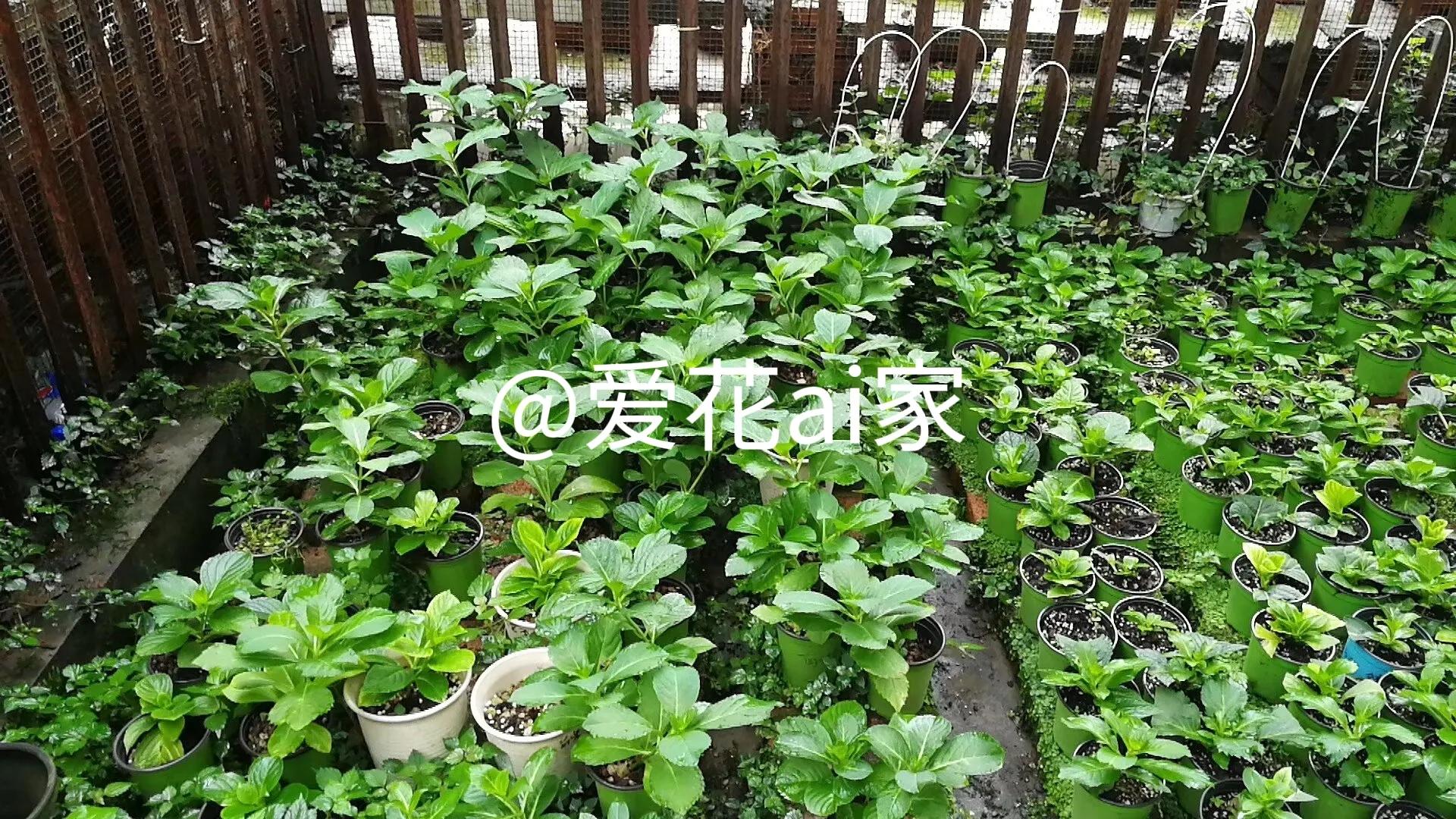 我怀疑这是我老公为了阻止我买花的阴谋