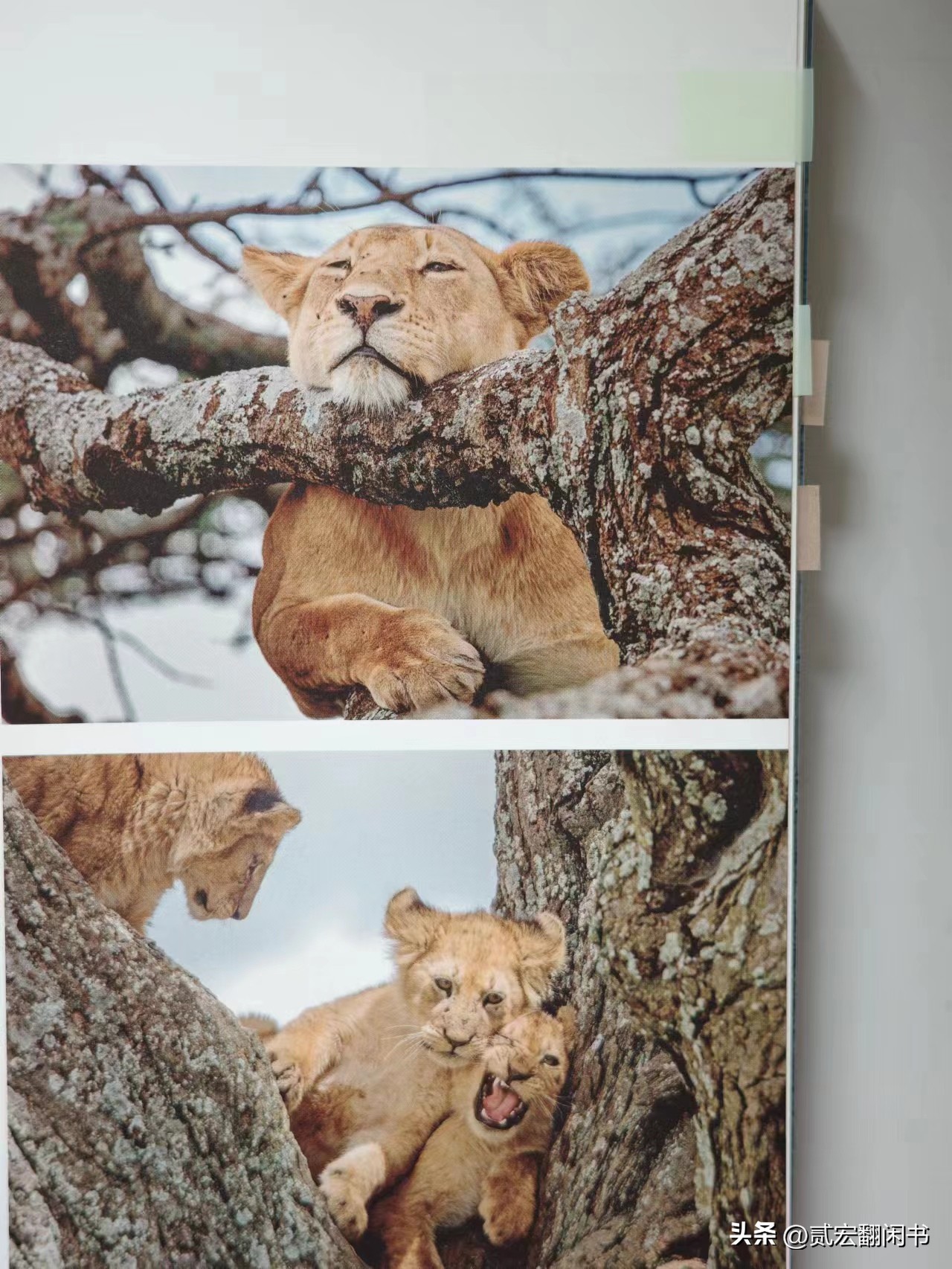 好想去非洲看动物大迁徙呀!先靠这书解馋吧