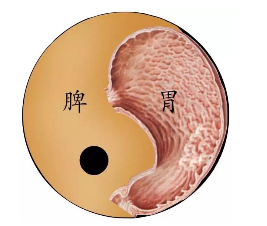 脾胃虚弱用归脾丸还是逍遥丸？中医一次说清