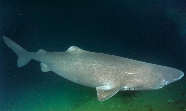 600多岁的格陵兰睡鲨,格陵兰睡鲨游动视频