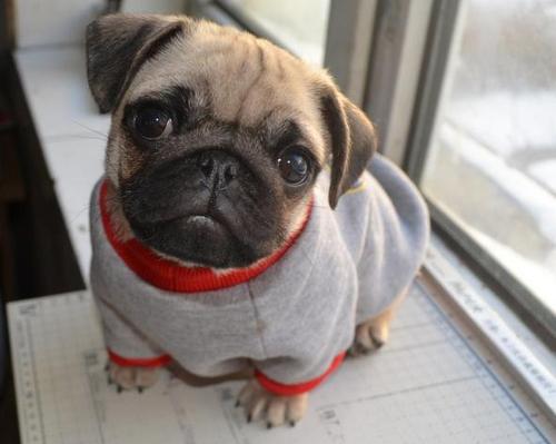 巴哥犬怎么那么蠢,巴哥犬怎么才能听话