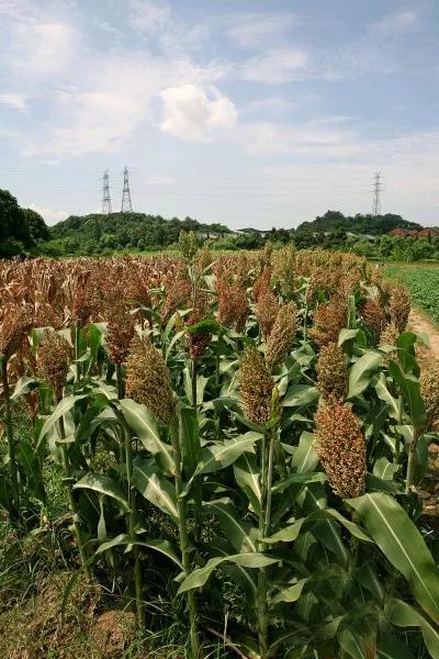 高粱品种图片大全,高粱乌米图片