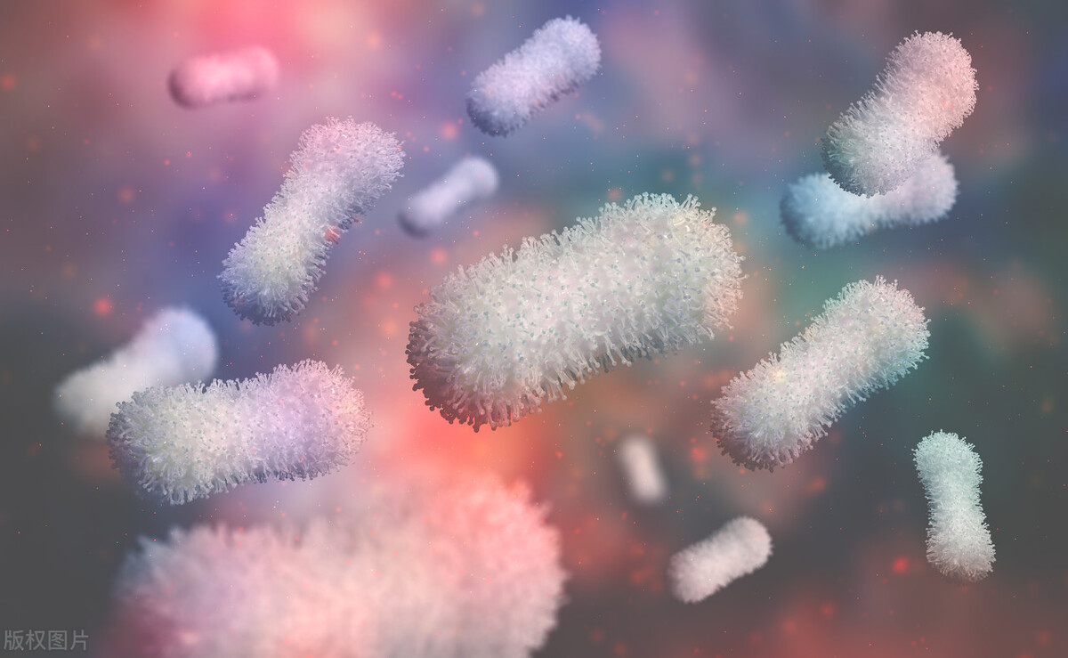 肠道健康与膳食纤维和益生菌,关注肠道益生菌平衡