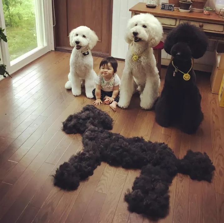 巨型贵宾饲养技巧,怎样饲养贵宾狗