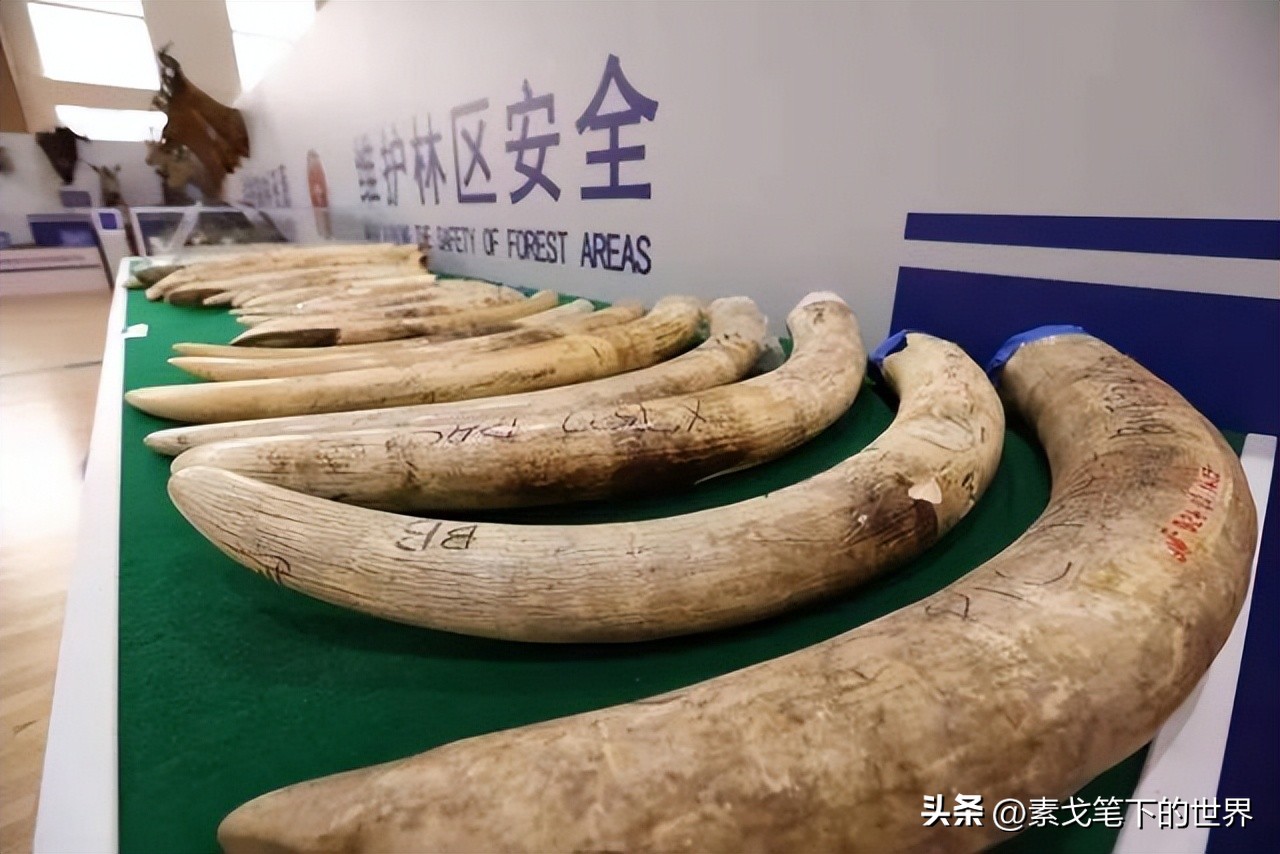 收入水平影响犀牛角消费偏好：野生与半野生犀牛角更受青睐