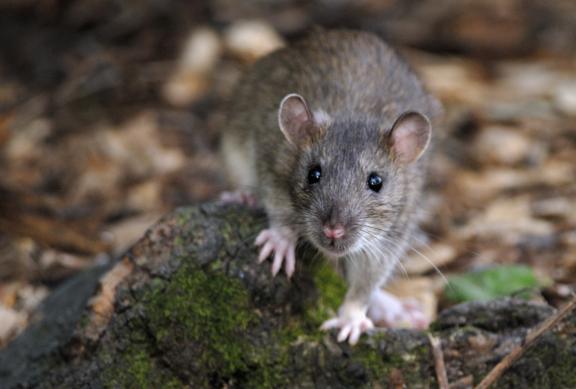 养鸡场数十只小鸡一夜被咬死，凶手竟是老鼠？普通耗子那么厉害？