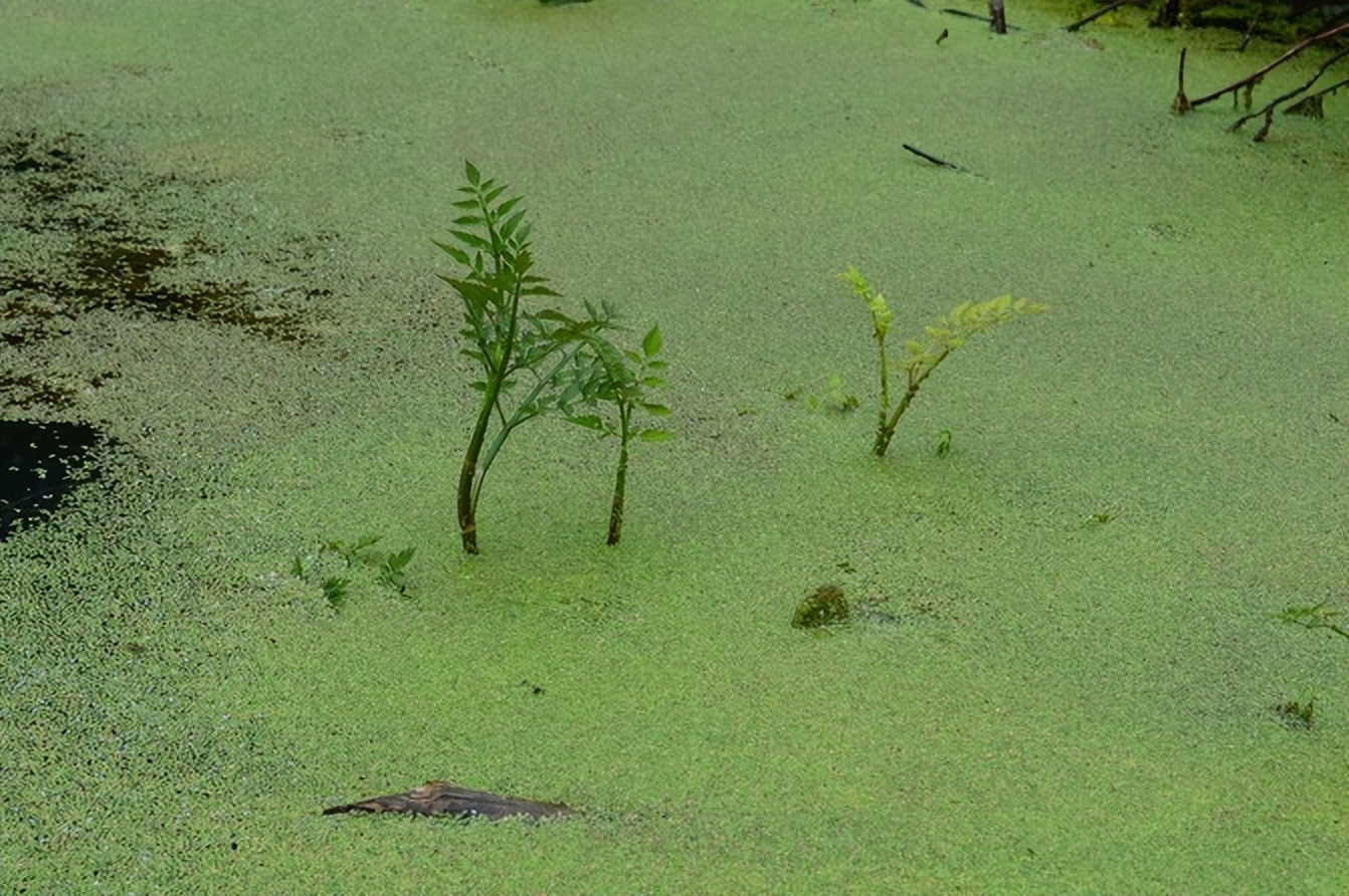 宣恩一座小城,湖北宣恩美丽的小城