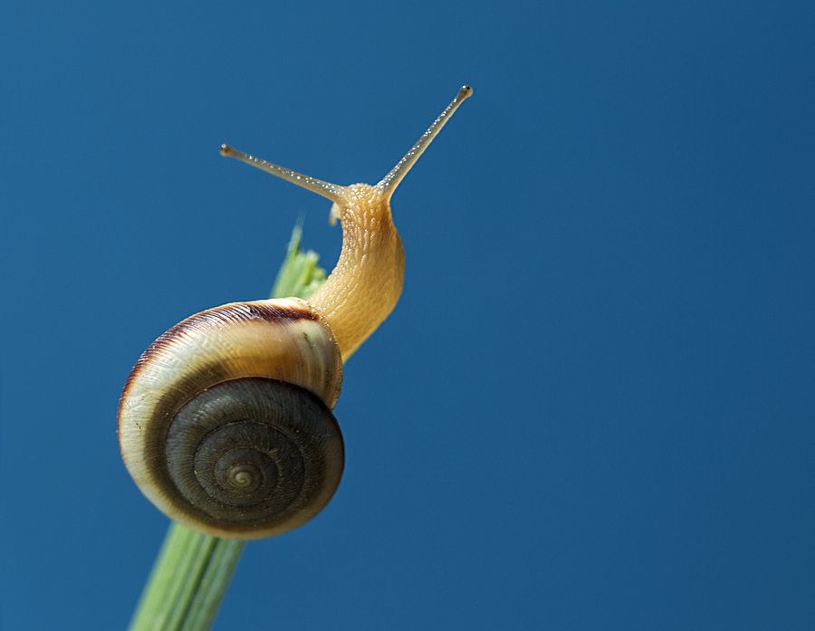 杀虫效果持久的农药,杀虫好的药物