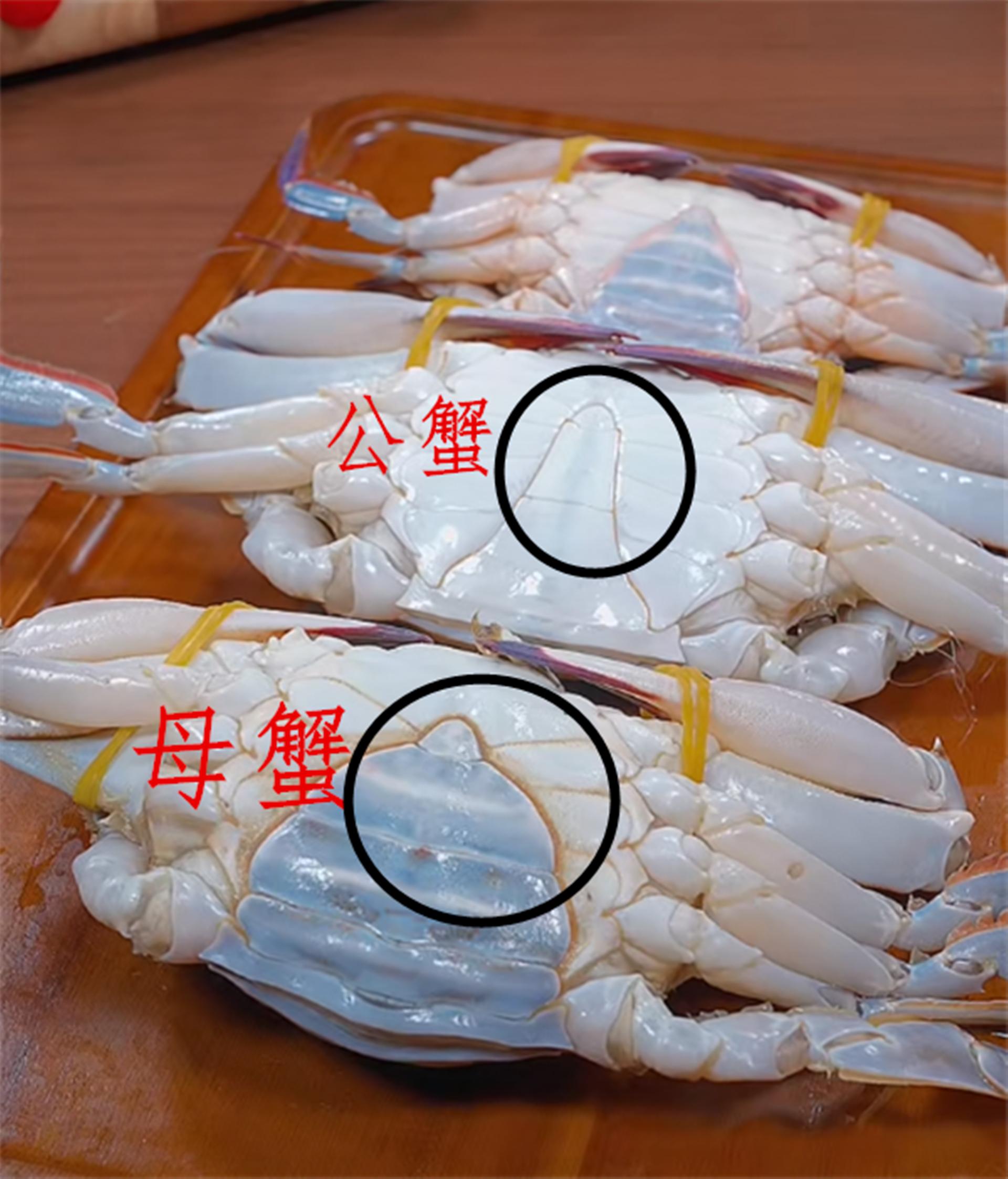 一招学会挑肥美梭子蟹,卖梭子蟹的老板教你挑梭子蟹肥瘦