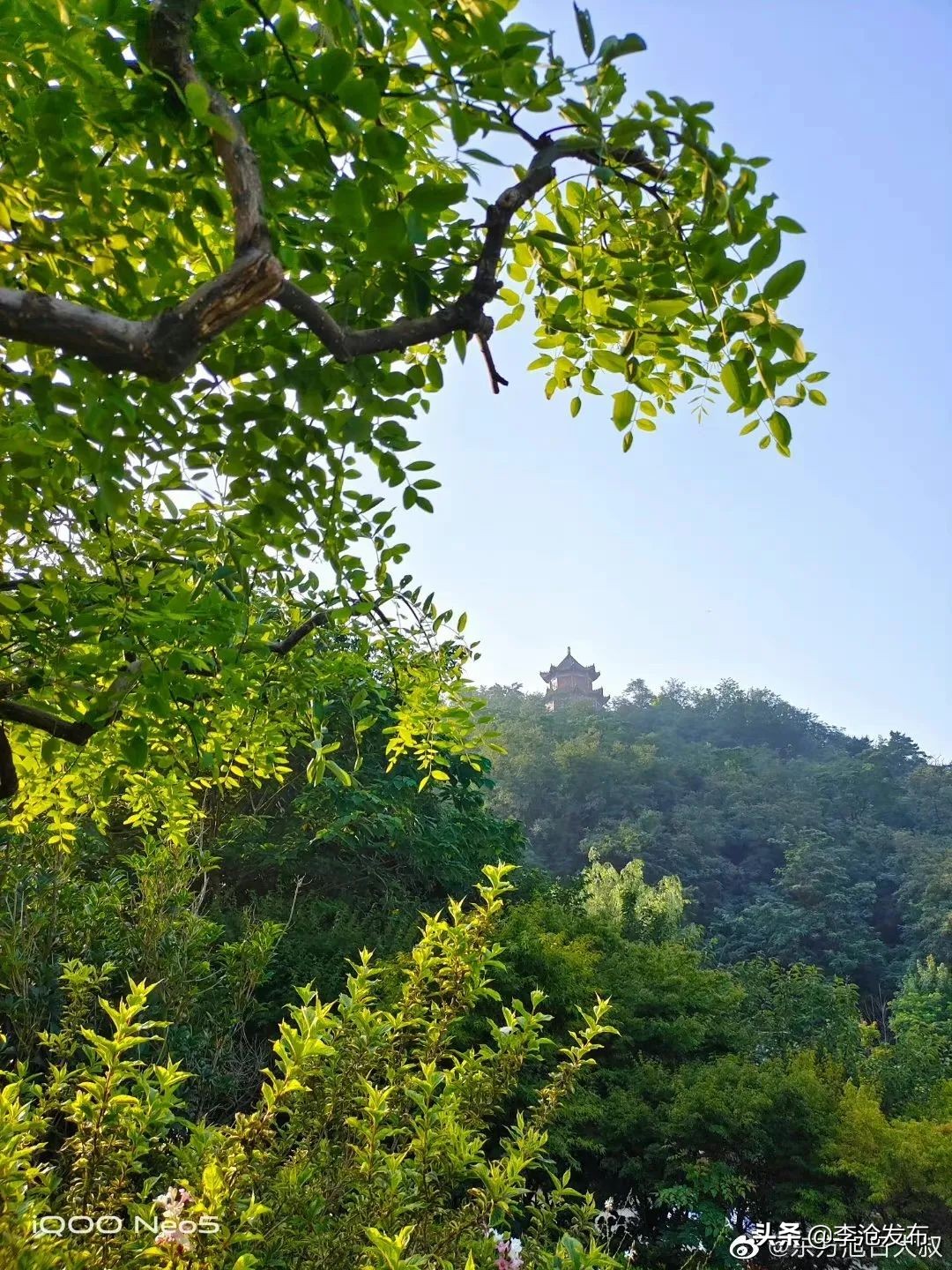 绿荫的夏天，快来解锁李沧这个小众宝藏之地！