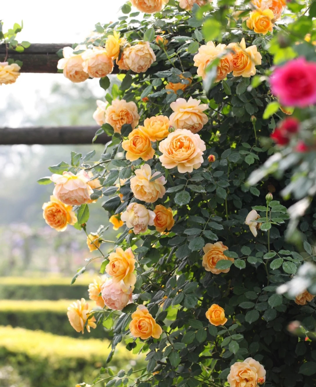 5多头藤本月季,50种漂亮月季