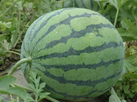 买瓜说瓜甜,买瓜小视频