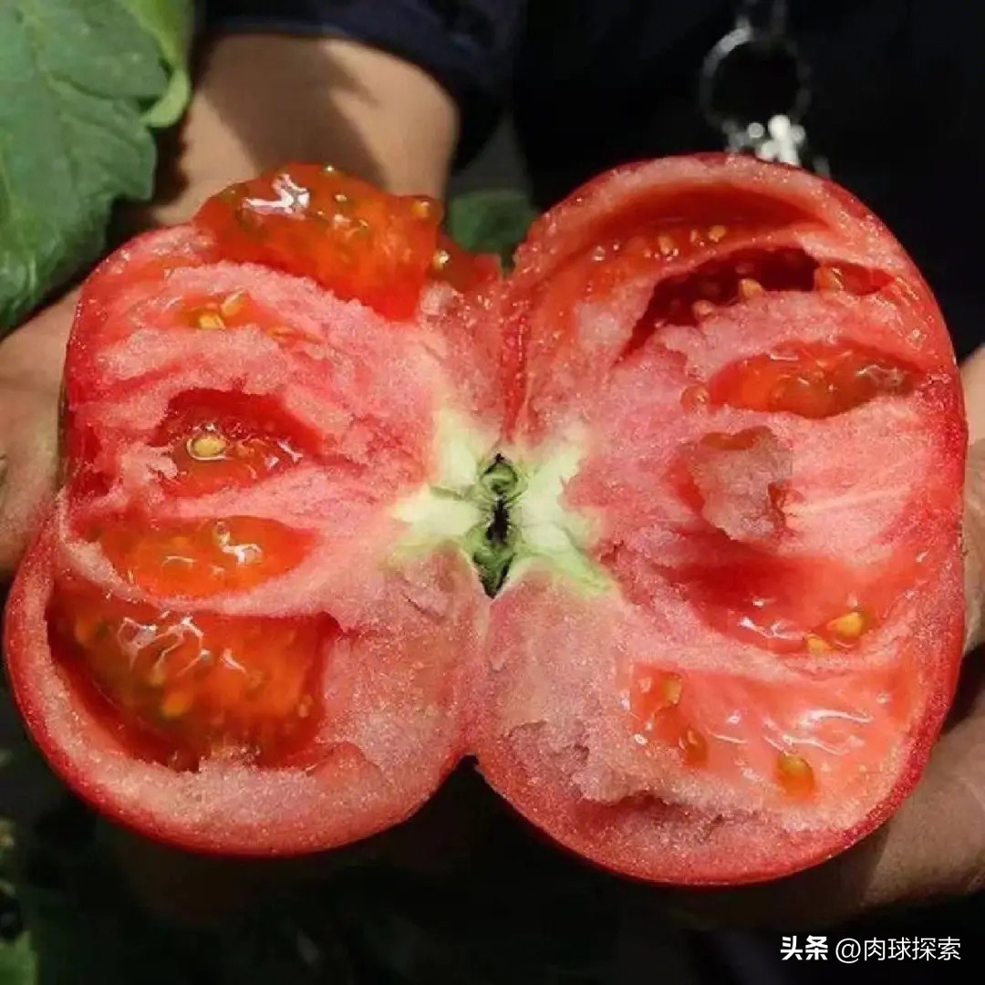 买的种子为什么不能继续再留种了？