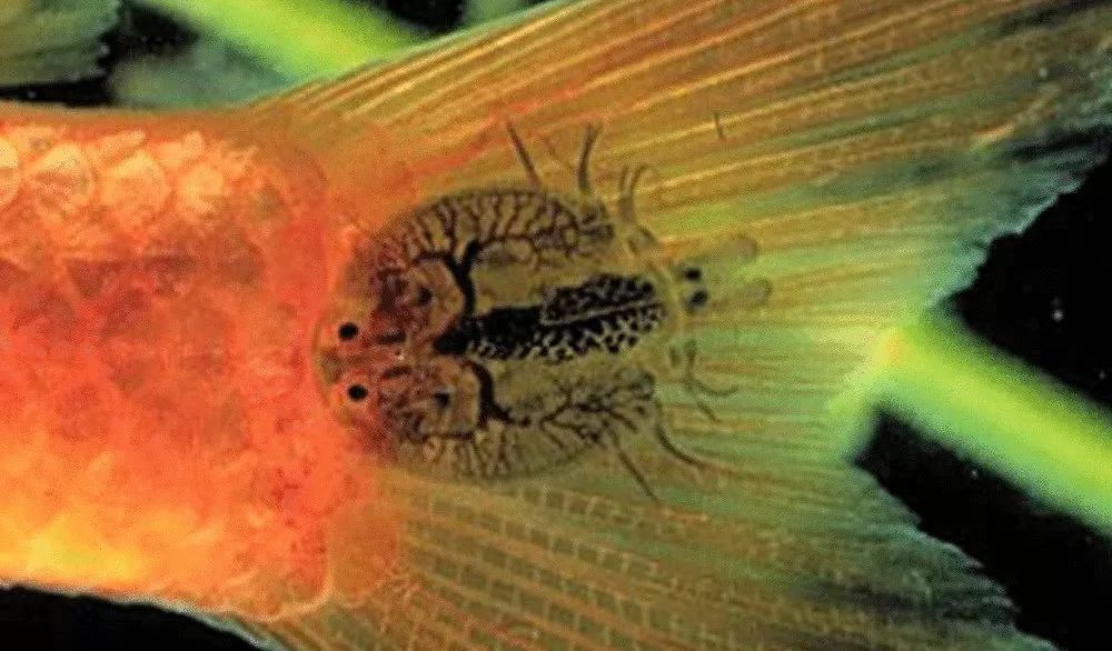 12种水产病害防治,你对水产动物病害的初步认识