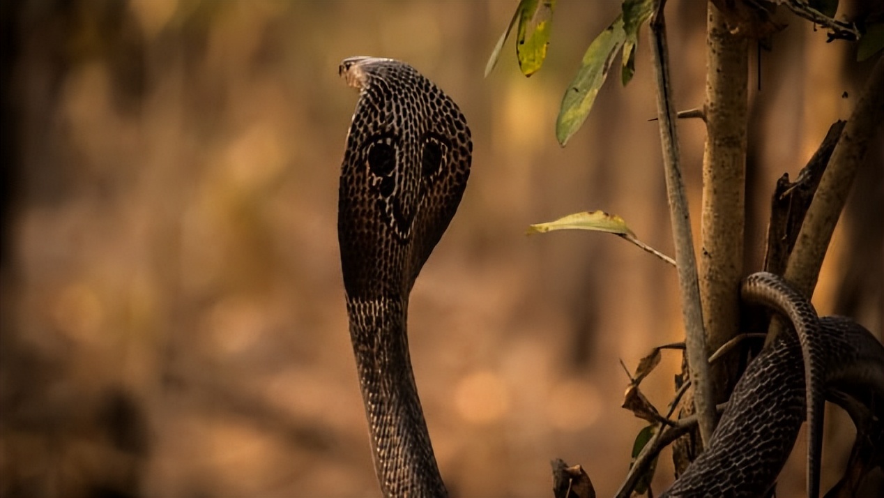 如何在眼镜蛇咬伤中幸存下来——或者更好的是，完全避免咬伤