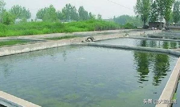 养鱼降低风险最好方法,养鱼不杀菌可以吗