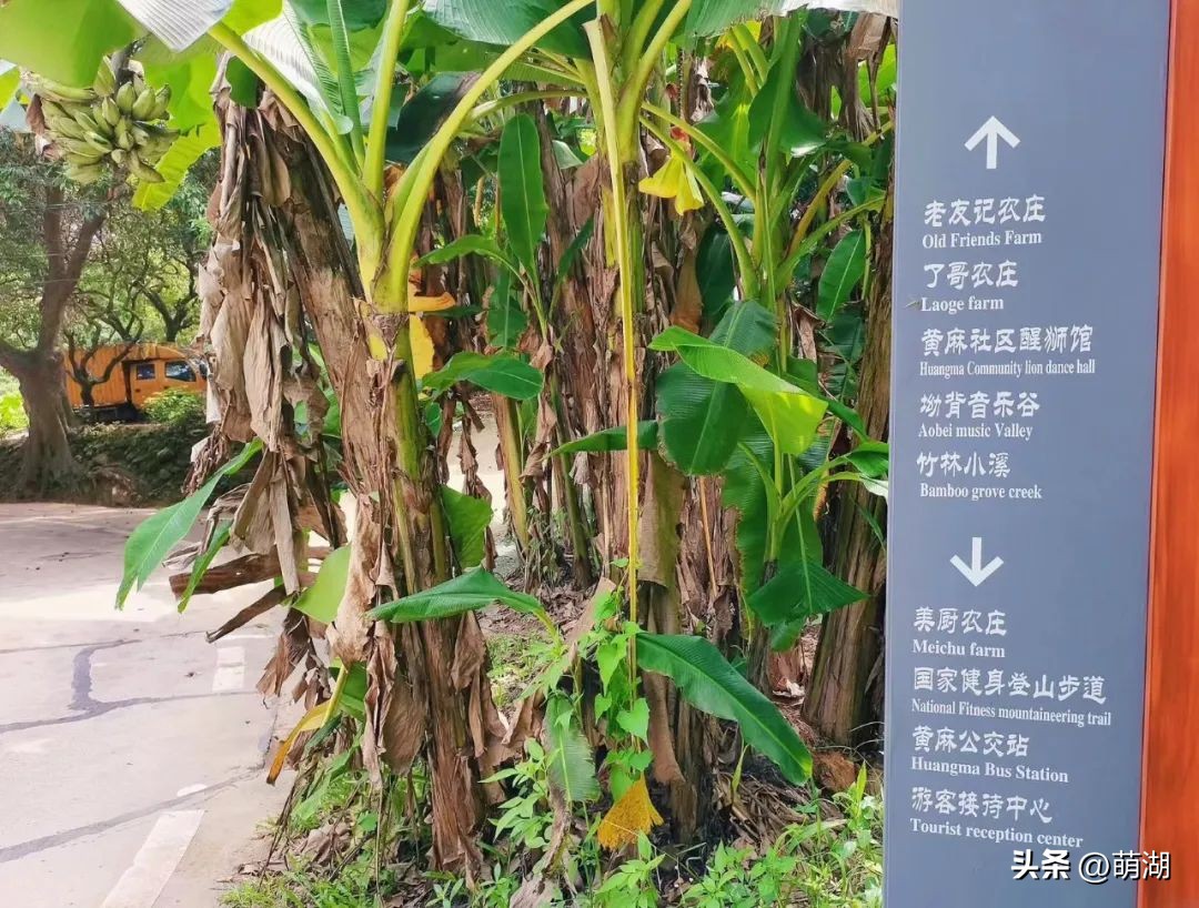 广州这个竹林溯溪胜地玩水,清凉避暑好去处山洞里一起来玩水