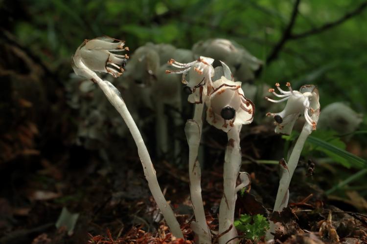 冥界之花为什么叫起死回生的仙草,大量出现冥界之花的预兆