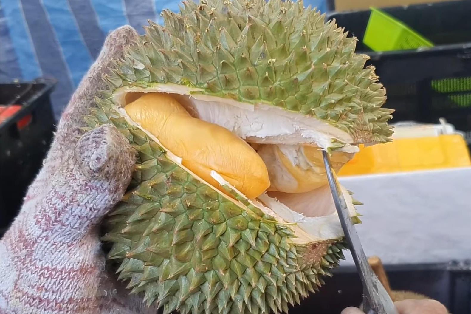 马来西亚黑刺榴莲什么时候上市,马来西亚哪个州产黑刺榴莲