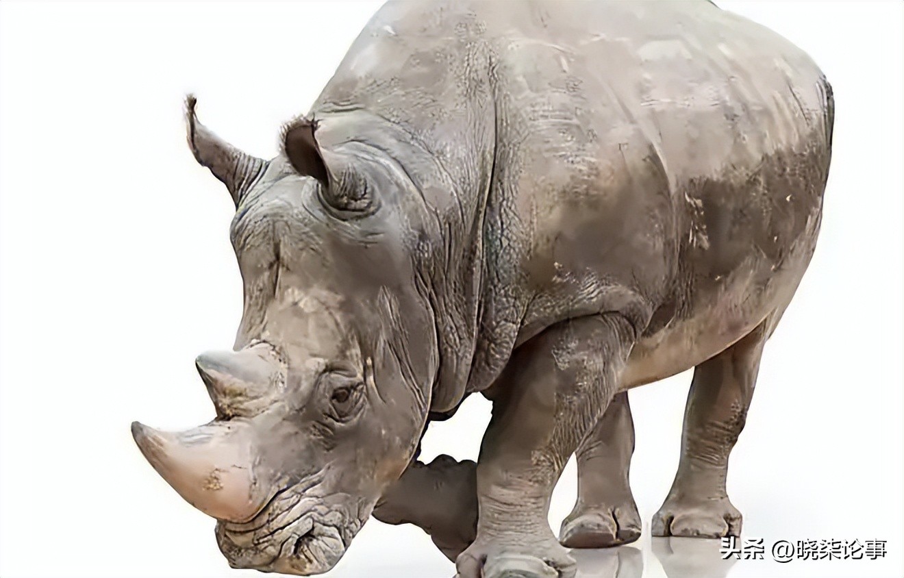 犀牛的进化史全过程,犀牛的进化史过程