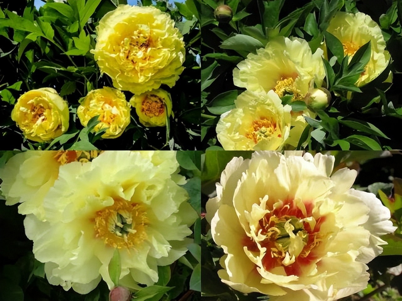 这个牡丹中的稀有品种，你知道是怎么培育出来的吗？