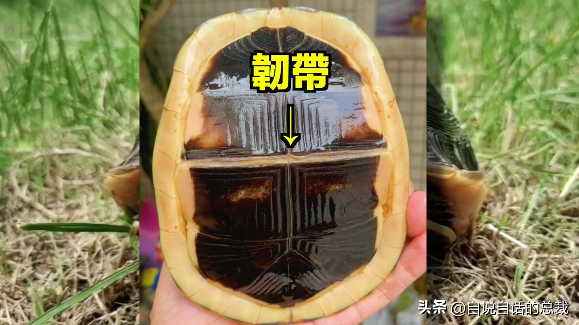 龟蛇大战,龟蛇大战故事