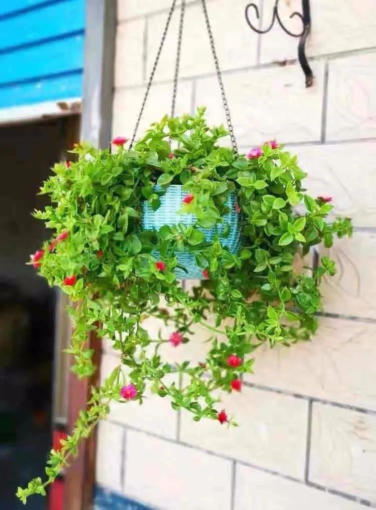 养这10种花越养家里越干净,适宜在家中养的10种花排名