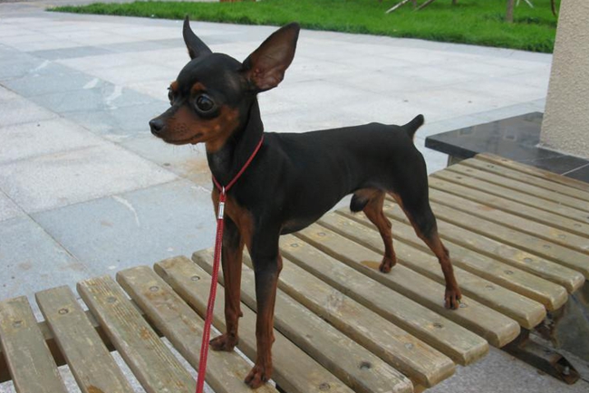 小鹿犬掉毛原因,小鹿犬掉毛是怎么回事