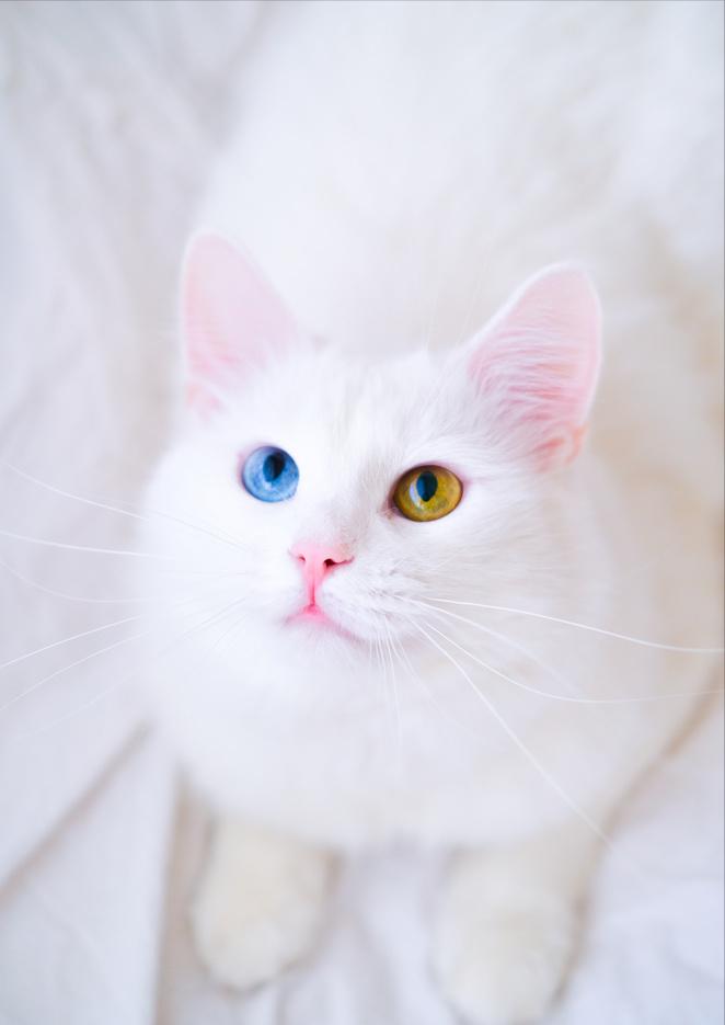 颜值超高的中华田园猫大科普,颜值爆表的8种中华田园猫