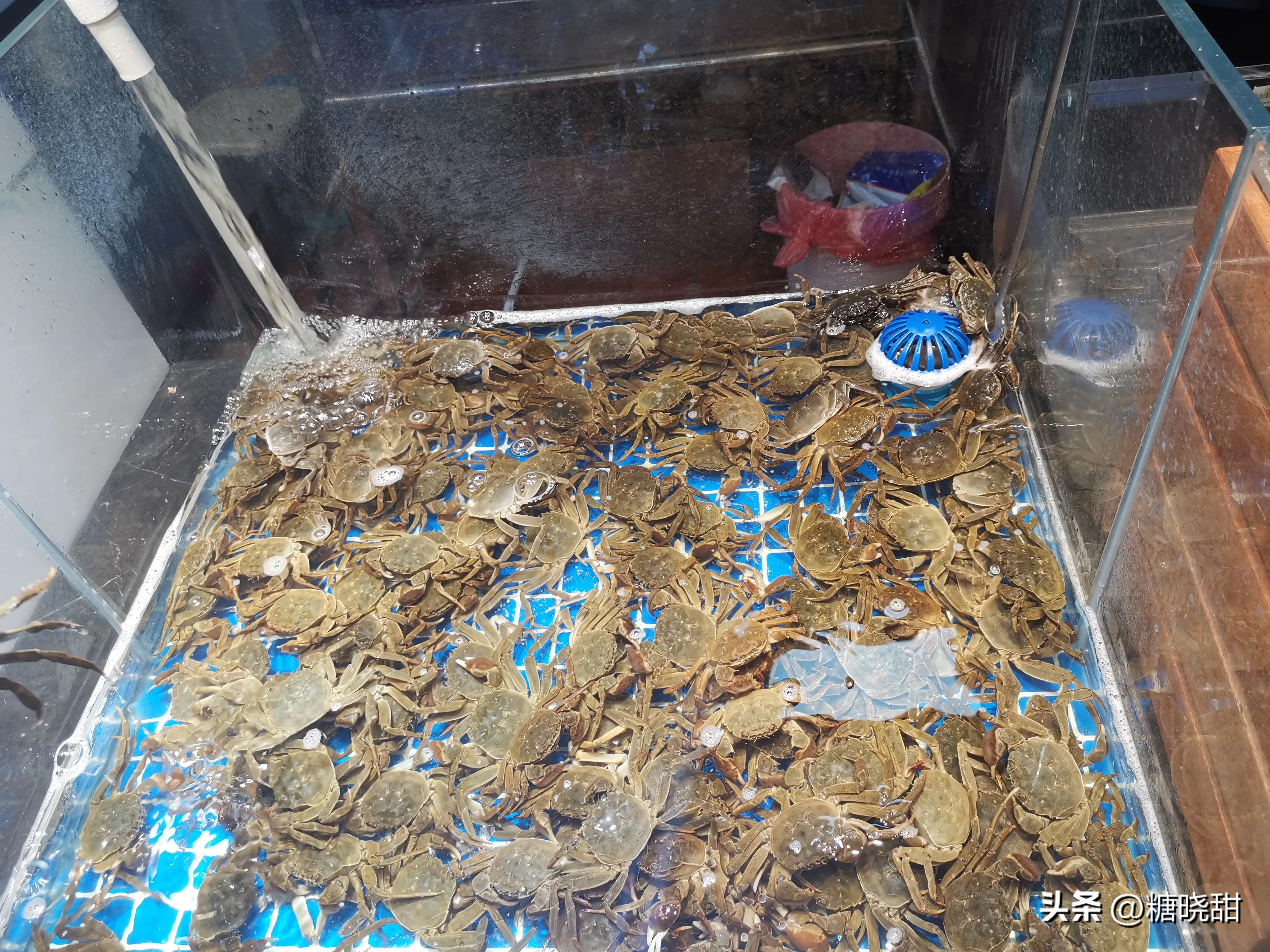 美食探店看着蒜蓉虾流口水,海鲜鲍鱼小龙虾螃蟹