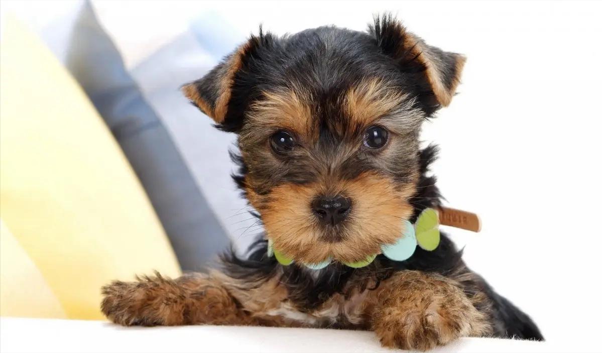 约克夏犬优缺点及适合人群,约克夏犬的特点和优缺点