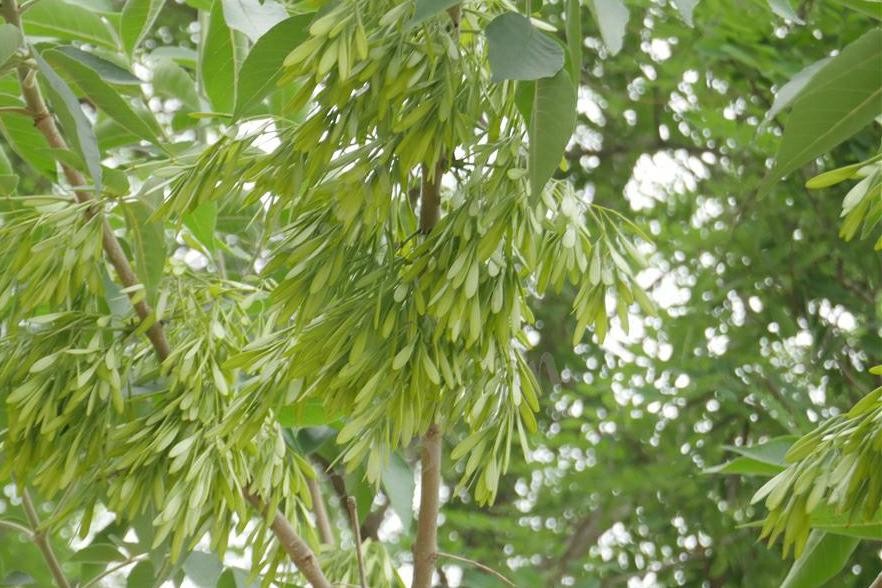 东北名贵木材水曲柳,东北名贵树种水曲柳叶子