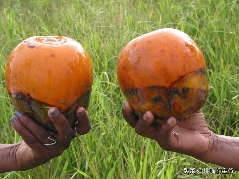 建国首日就与我国建交的非洲穷国，8种罕见水果，你见过几种