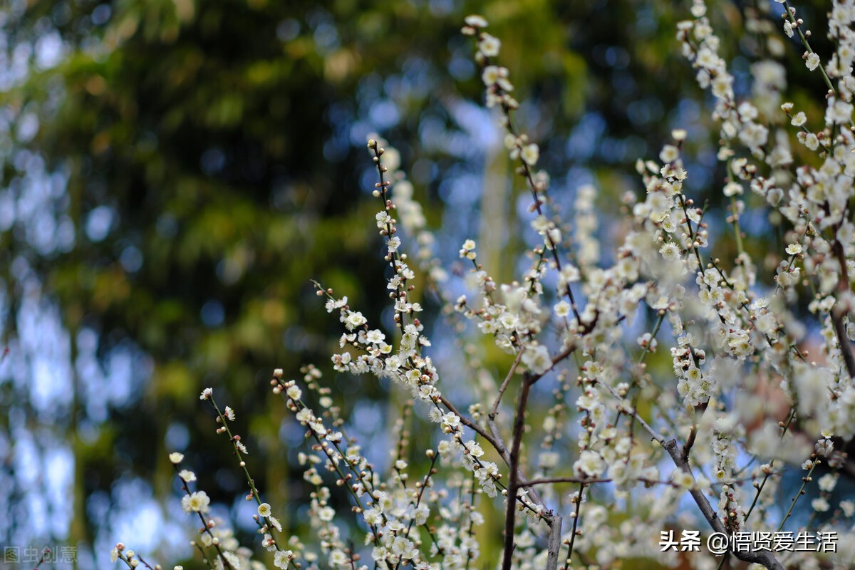 梅花常见病,梅花盆景常见病