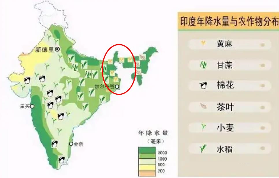 中国没人种的黄麻，为何却被印度当成“铁饭碗”，养活近千万人？