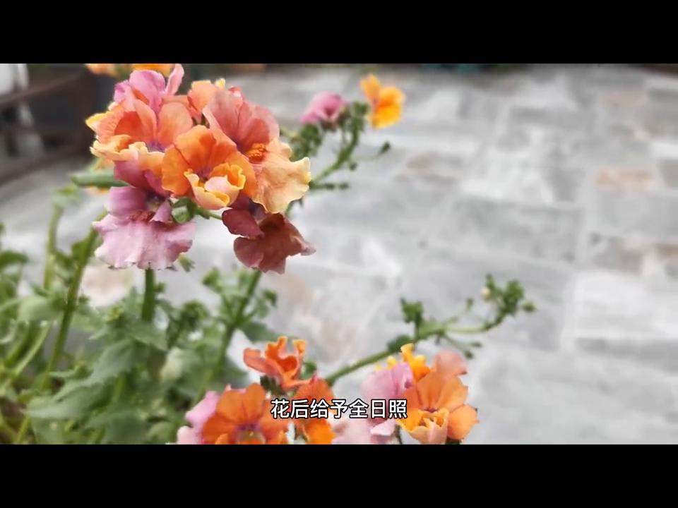 郁金香如何增加营养,郁金香如何快速增长