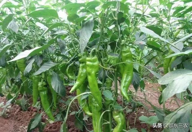 辣椒三落指的是什么,辣椒三落是什么